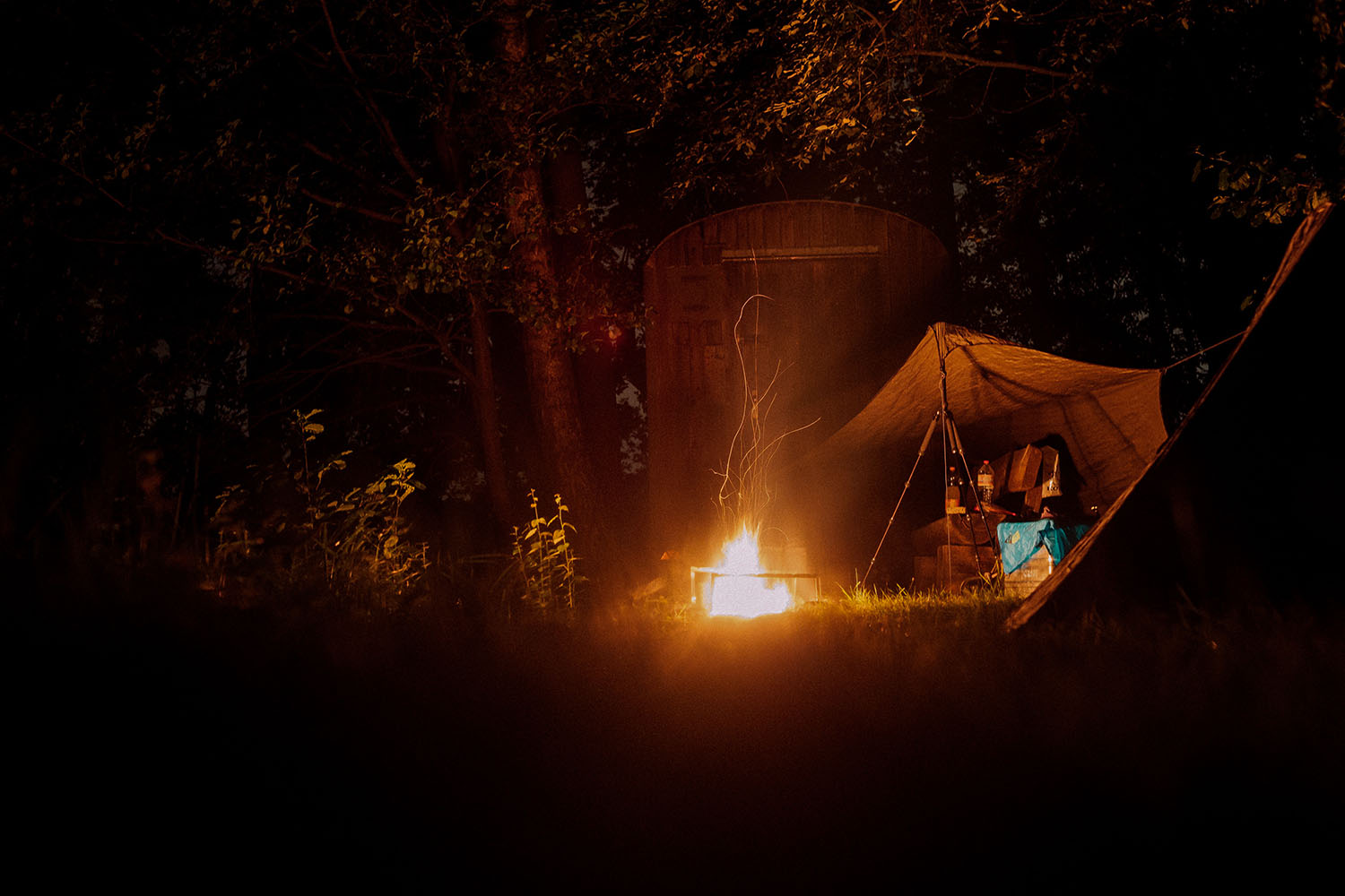 Noc w lesie. Fot. Adrian Infernus/Unsplash