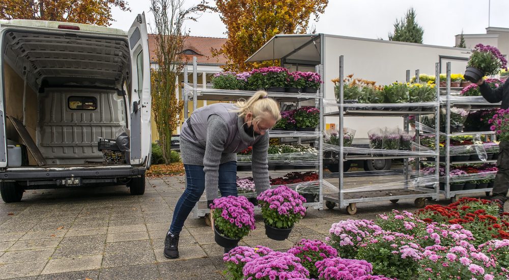 Targ Chryzantemowy w Pile. 2 listopada 2020. Fot. Marcin Maziarz