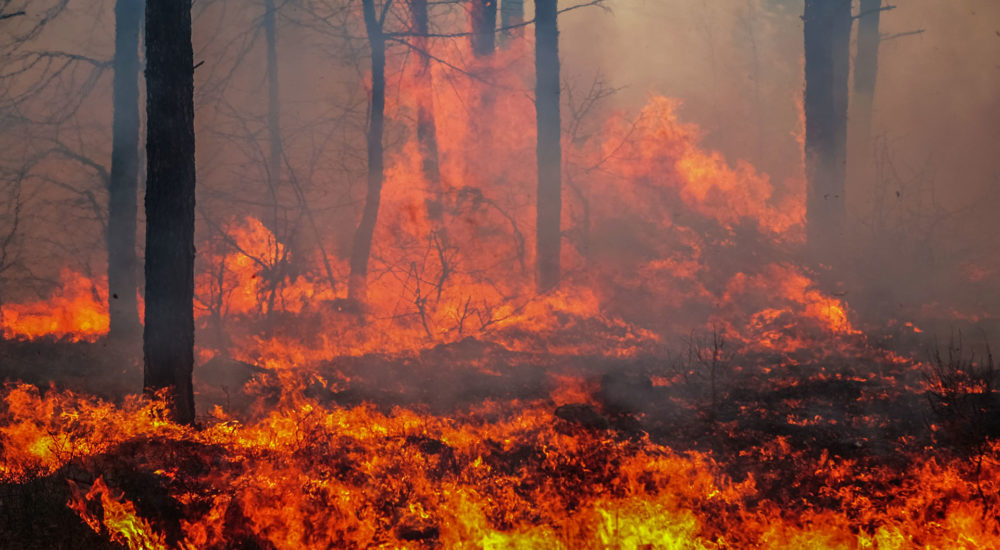 Źródłem ognia, od którego zaczął się pożar w Biebrzańskim Parku Narodowym prawdopodobnie była podpalona łąka. Fot. Chroma Stock