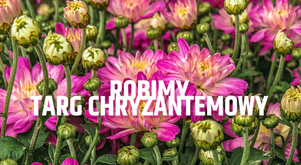 Targ Chryzantemowy w Pile, Plac Staszica, poniedziałek, 2 listopada, godz. 14.00. Fot. Anastasiya Romanova/Unsplash