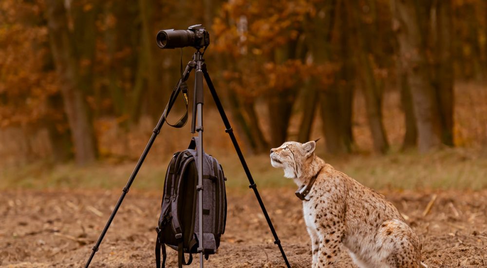 Ryś Piernik sfotografowany przez Remigiusza Wojterę w okolicy Kuźnicy Czarnkowskiej. Fot. Remigiusz Wojtera