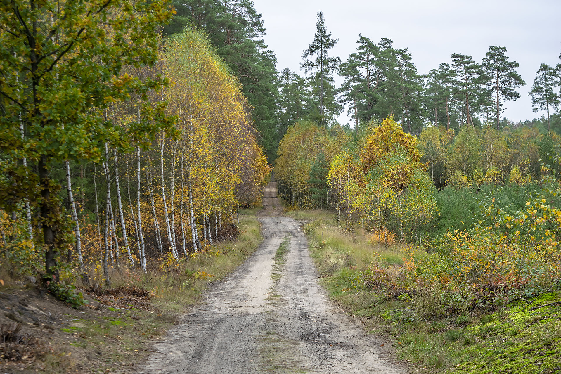 Leśna droga w okolicy szosy prowadzącej na Płotki i Jelonki, i – dalej – do Zelgniewa. Fot. Marcin Maziarz