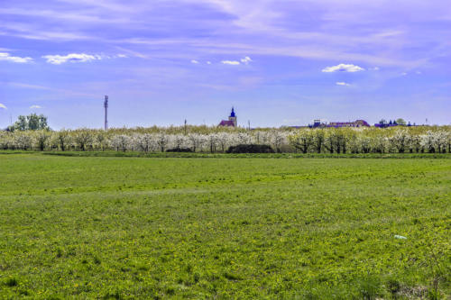 Kwitnące sady w Białośliwiu. Fot. Marcin Maziarz