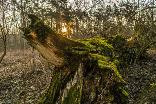 Piła - Kalina. Königsblick - Królewski Widok. Fot. Marcin Maziarz