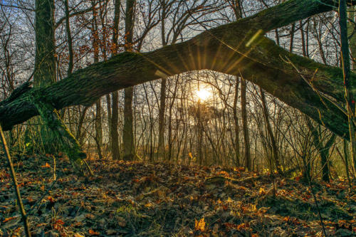 Piła - Kalina. Königsblick - Królewski Widok. Fot. Marcin Maziarz
