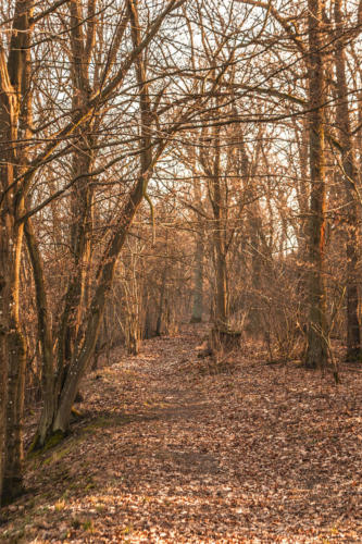 Piła - Kalina. Königsblick - Królewski Widok. Fot. Marcin Maziarz