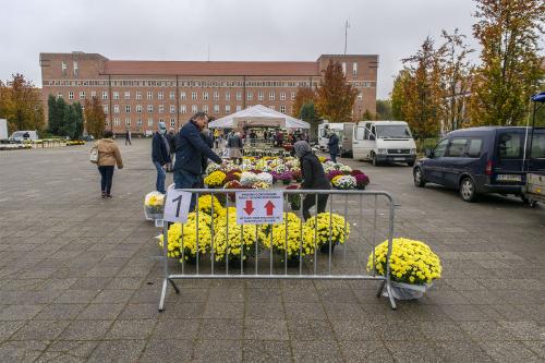 Targ Chryzantemowy w Pile. 2 listopada 2020. Fot. Marcin Maziarz