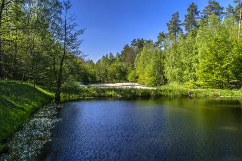 Staw w rejonie Kaliny porośnięty włosienicznikiem wodnym. Białe kwiaty pokryły prawie całą powierzchnię zbiornika. Fot. Marcin Maziarz