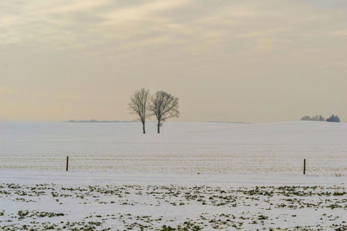 Zimowy poranek w okolicy Piły. Fot. Marcin Maziarz